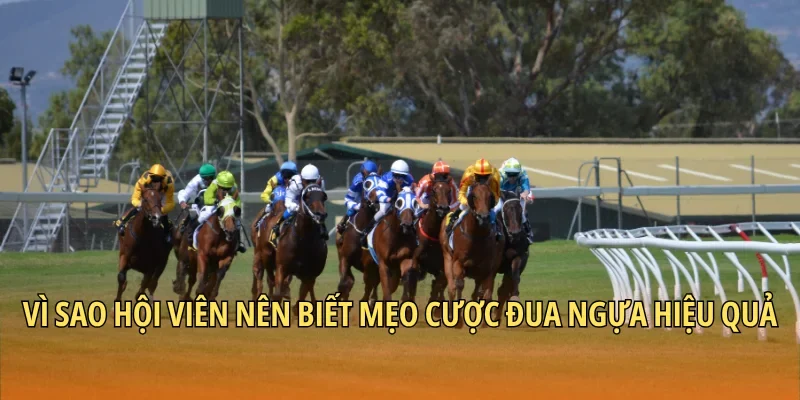Vì sao hội viên nên biết mẹo cược đua ngựa hiệu quả